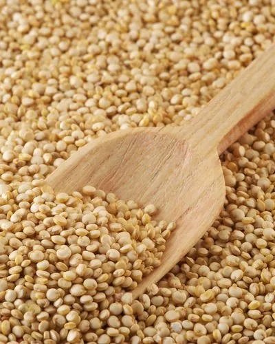 BOLD-PEANUT
