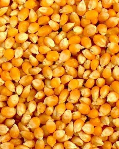 BOLD-PEANUT